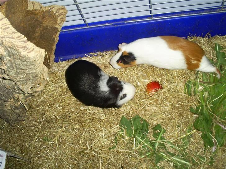 Marsvin Zorro billede 11