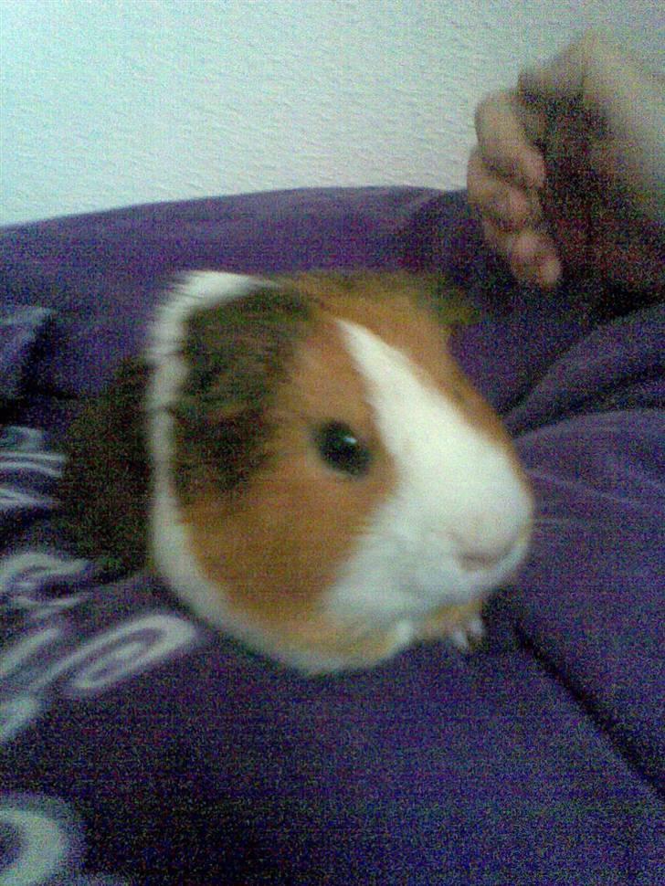 Marsvin Garfield R.I.P - min basse billede 1