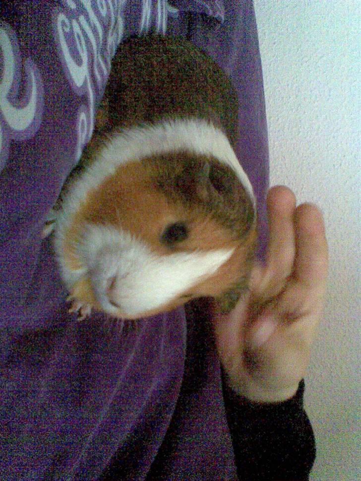 Marsvin Garfield R.I.P - min basse billede 2