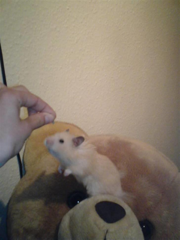 Hamster Rofus (langhåret) - er jeg ikke god? :´) billede 17