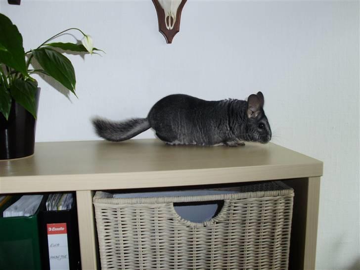 Chinchilla Muffegårdens Olga billede 10