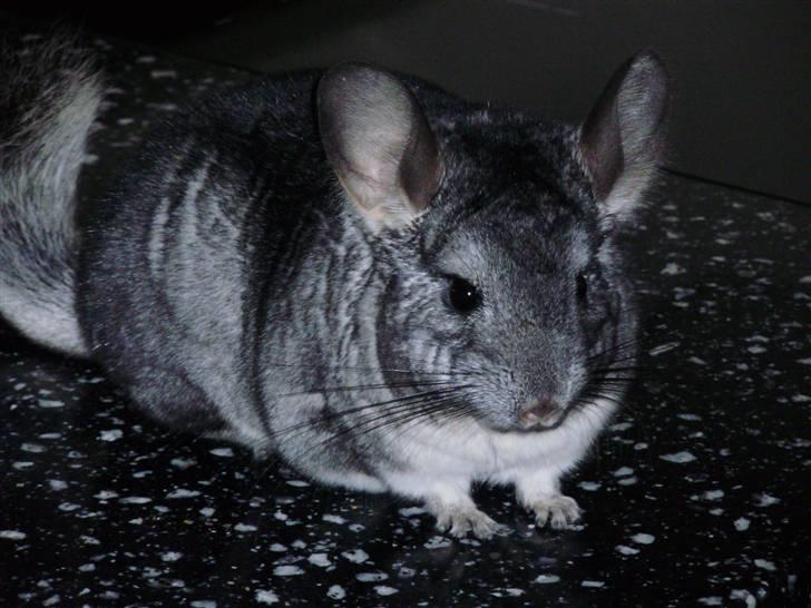 Chinchilla Muffegårdens Olga billede 11