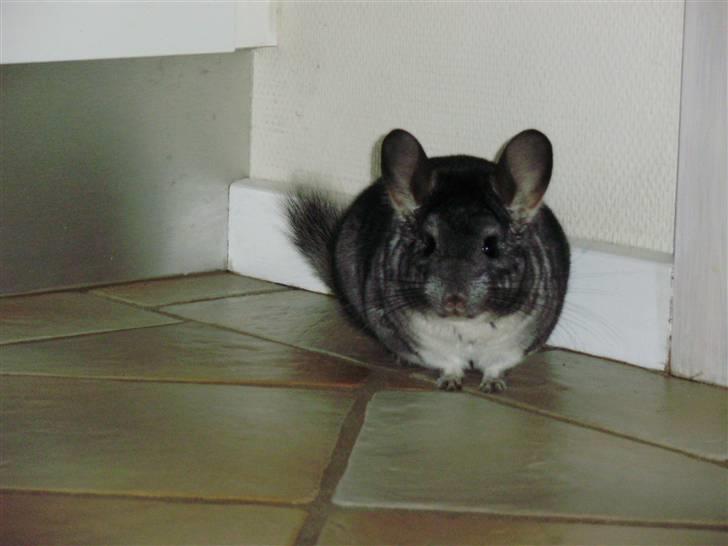 Chinchilla Muffegårdens Olga billede 12
