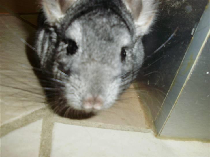 Chinchilla Muffegårdens Olga billede 13