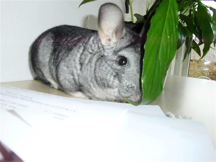 Chinchilla Muffegårdens Olga billede 14