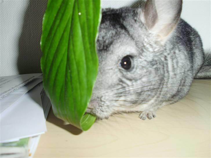 Chinchilla Muffegårdens Olga billede 15