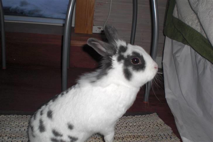 Kanin Perle billede 1