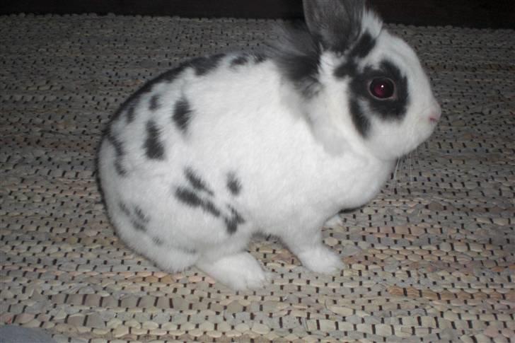 Kanin Perle billede 2