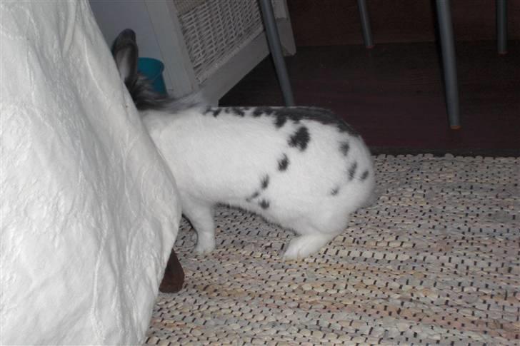 Kanin Perle billede 3