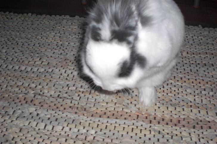 Kanin Perle billede 4