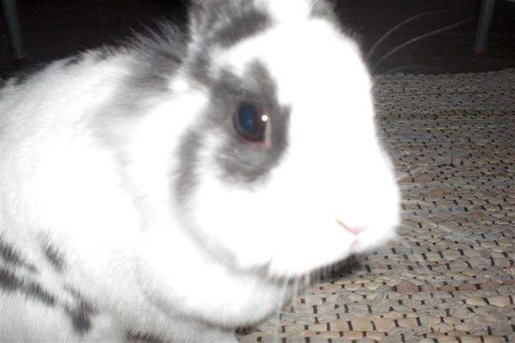 Kanin Perle billede 5