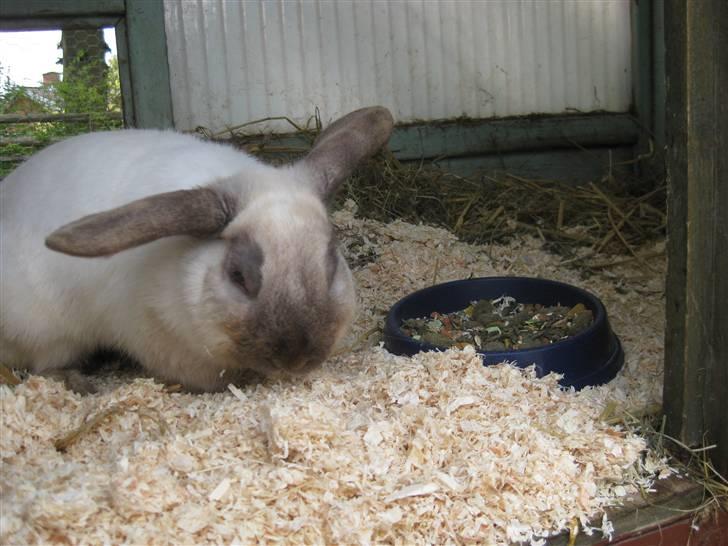 Kanin Snowie billede 1