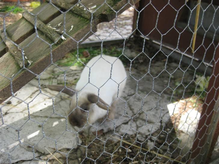 Kanin Snowie billede 2