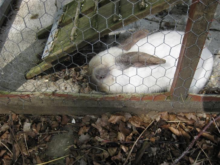 Kanin Snowie billede 4