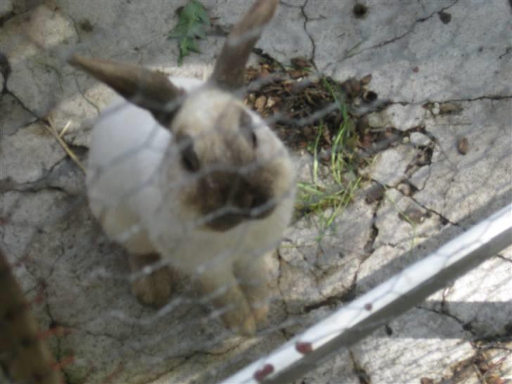 Kanin Snowie billede 5