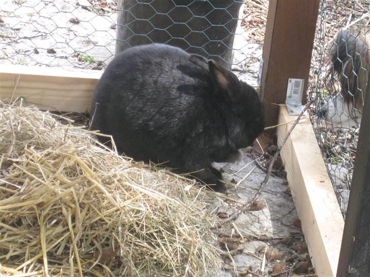 Kanin sorte R.I.P 2010 billede 1