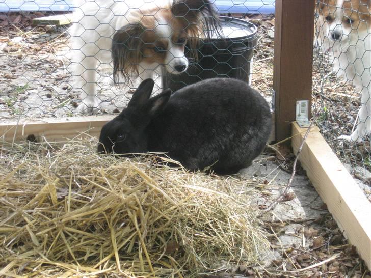 Kanin sorte R.I.P 2010 billede 2