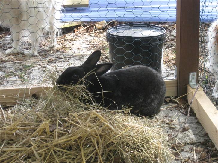 Kanin sorte R.I.P 2010 billede 3