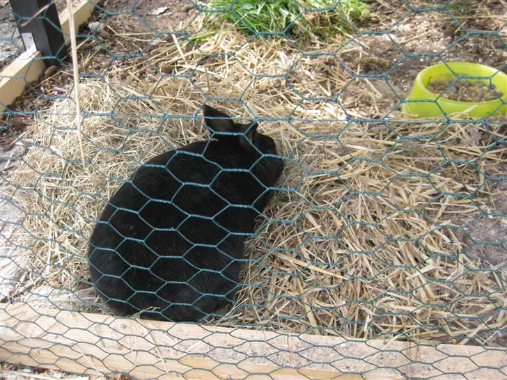 Kanin sorte R.I.P 2010 billede 4