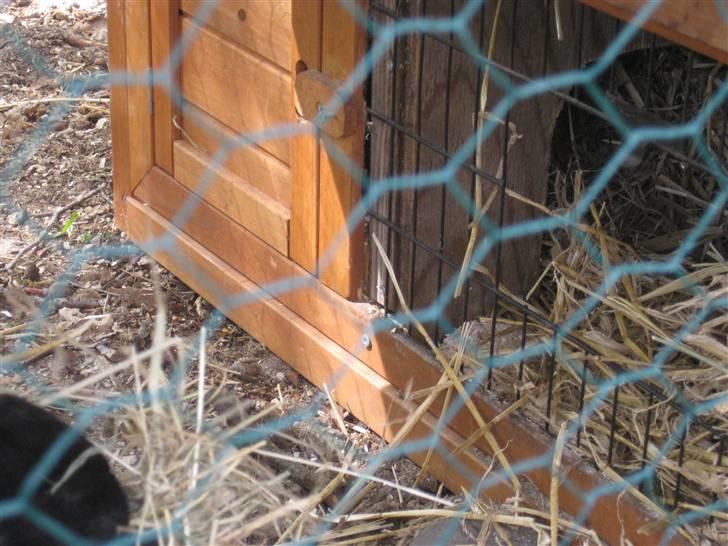 Kanin sorte R.I.P 2010 billede 5