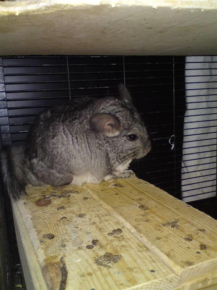 Chinchilla Askepot billede 1