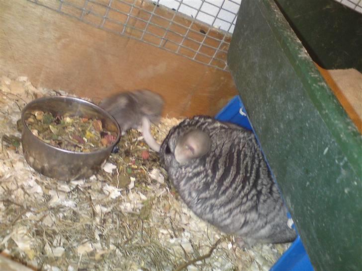 Chinchilla Askepot billede 2