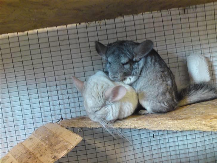 Chinchilla Askepot billede 3