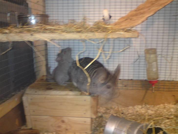Chinchilla Askepot billede 4