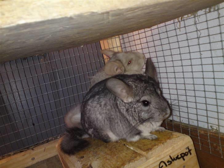 Chinchilla Askepot billede 5