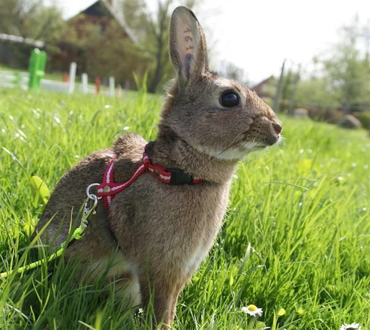 Kanin - Dværghare Dude billede 15