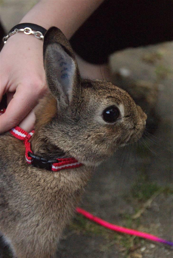 Kanin - Dværghare Dude billede 16