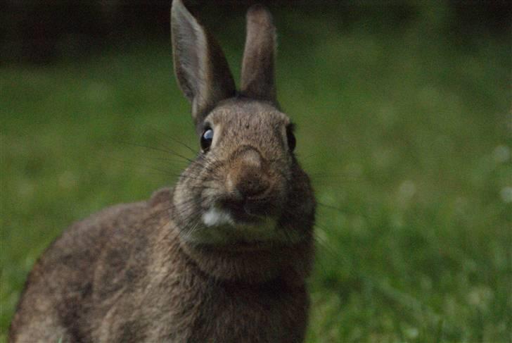 Kanin - Dværghare Dude billede 17