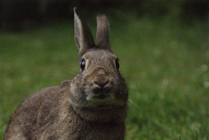 Kanin - Dværghare Dude billede 19
