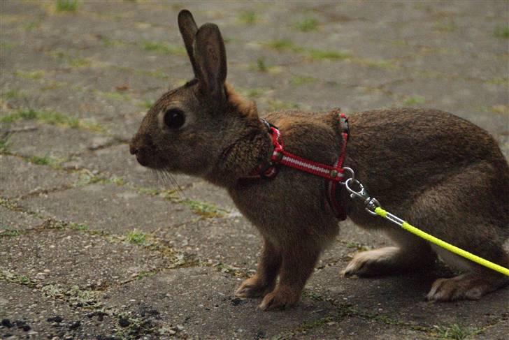 Kanin - Dværghare Dude billede 20