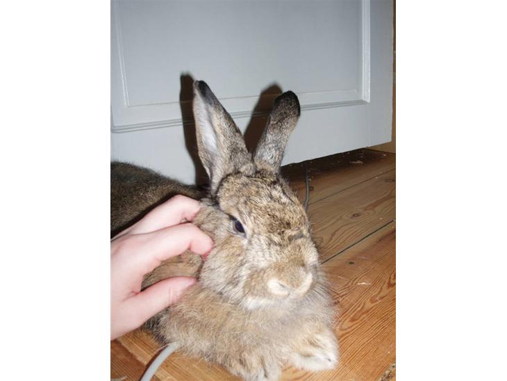 {{currentPhoto.altText}} billede {{currentPhoto.number}}