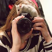 Hamster ~ Olwena
