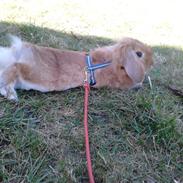 Kanin Kandies Summered Beta (Summer)