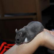 Dværghamster Bolette/Bebs