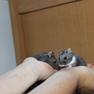 Dværghamster Bolette/Bebs