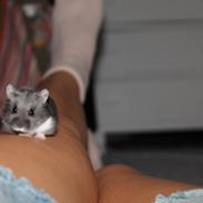 Dværghamster Bolette/Bebs