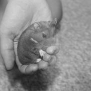 Dværghamster Bolette/Bebs