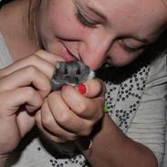 Dværghamster Bolette/Bebs