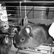 Kanin Zazja [Himmelkanin]