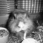 Kanin Zazja [Himmelkanin]