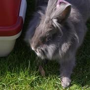 Kanin Zazja [Himmelkanin]