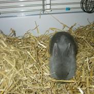 Kanin Zazja [Himmelkanin]