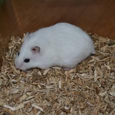 Dværghamster Kwo's Ambrosia