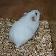 Dværghamster Kwo's Ambrosia