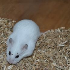 Dværghamster Kwo's Ambrosia