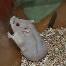 Dværghamster Kwo's Bayamaa